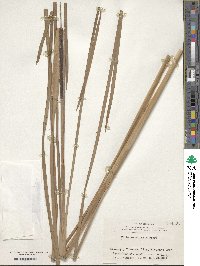 Typha orientalis image