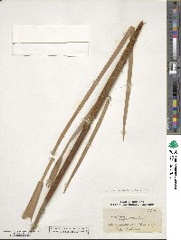 Typha angustifolia image