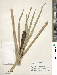 Typha latifolia image