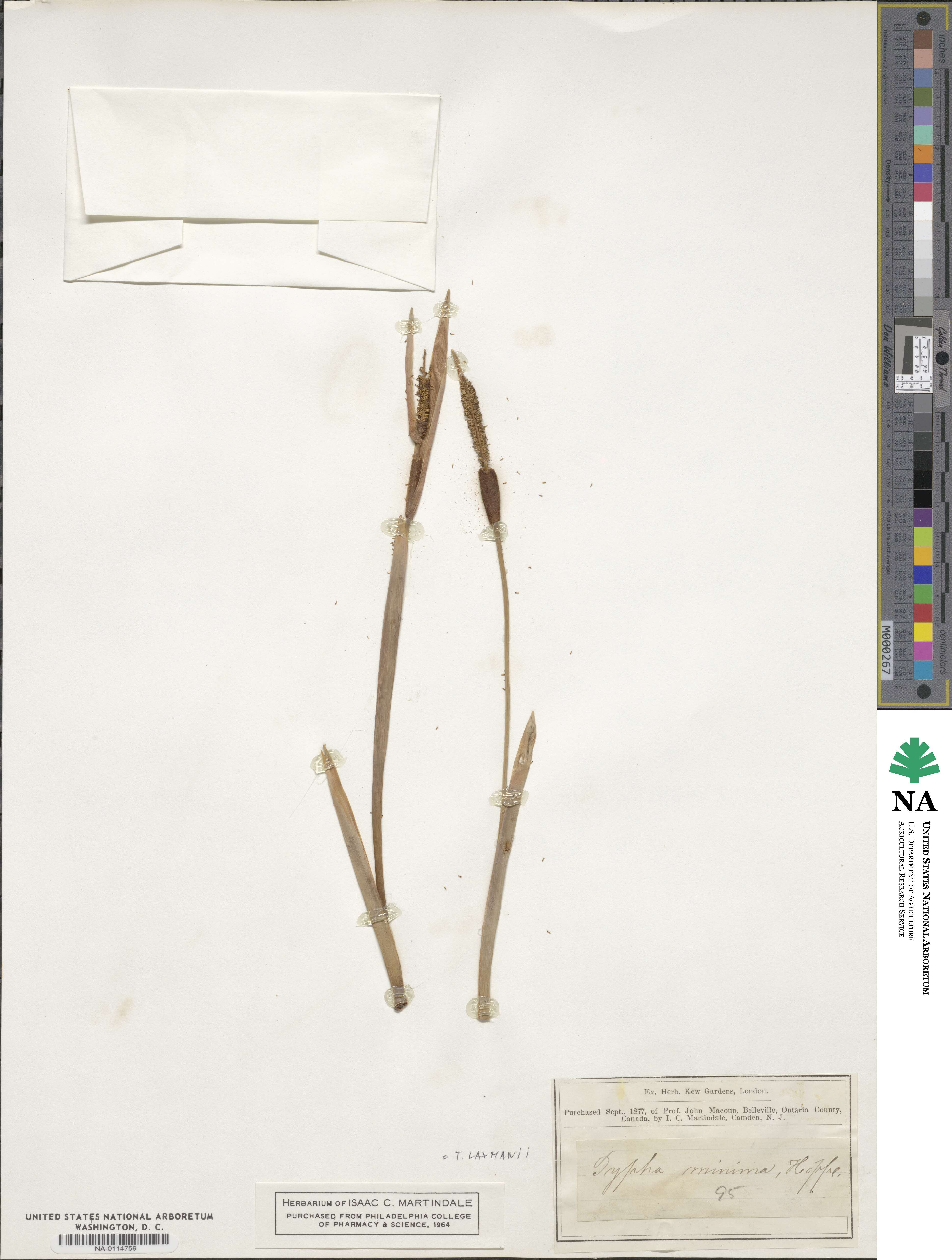 Typha minima image