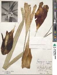 Image of Freycinetia formosana