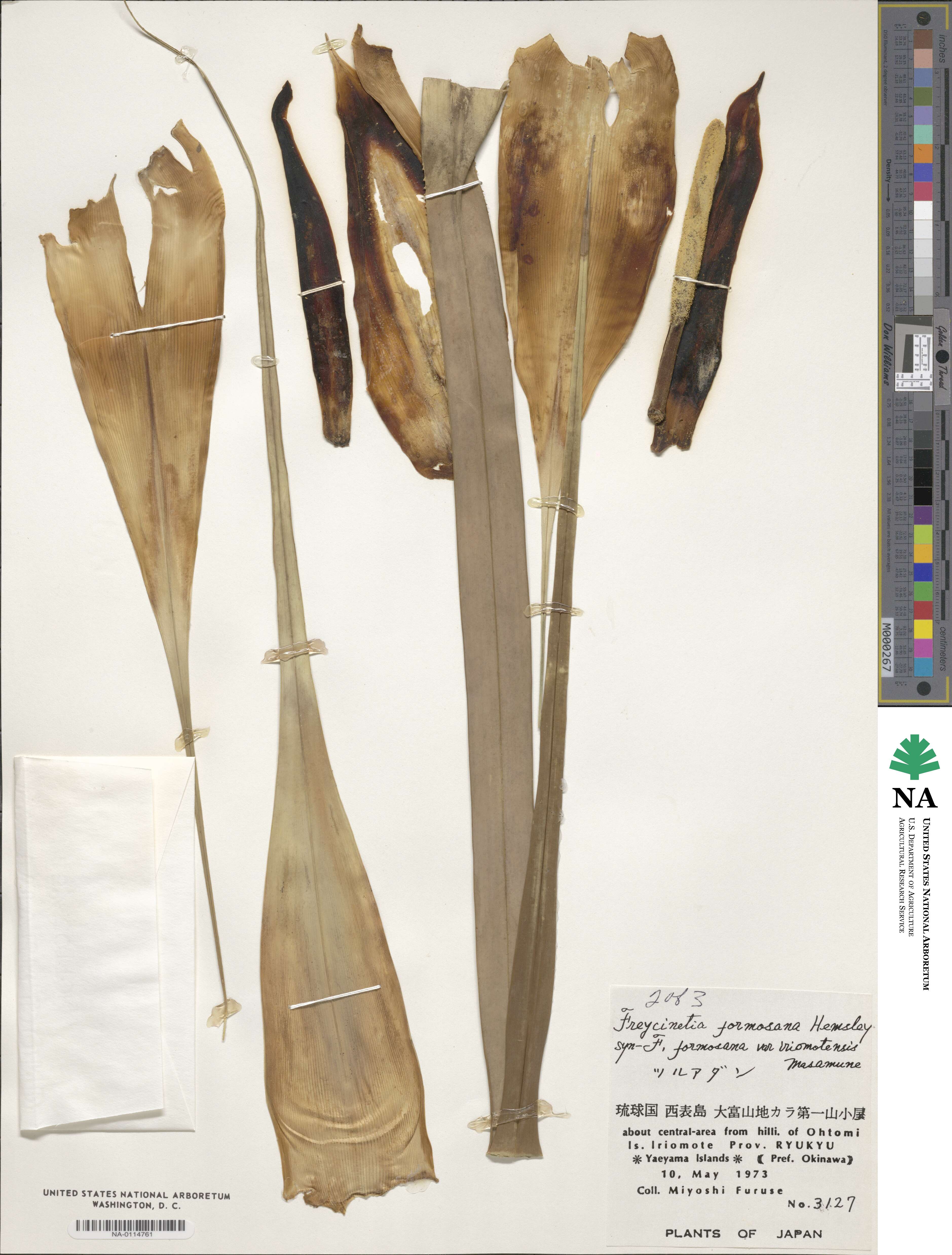 Freycinetia formosana image