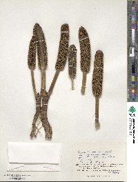 Freycinetia formosana image