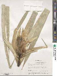 Image of Freycinetia reineckei