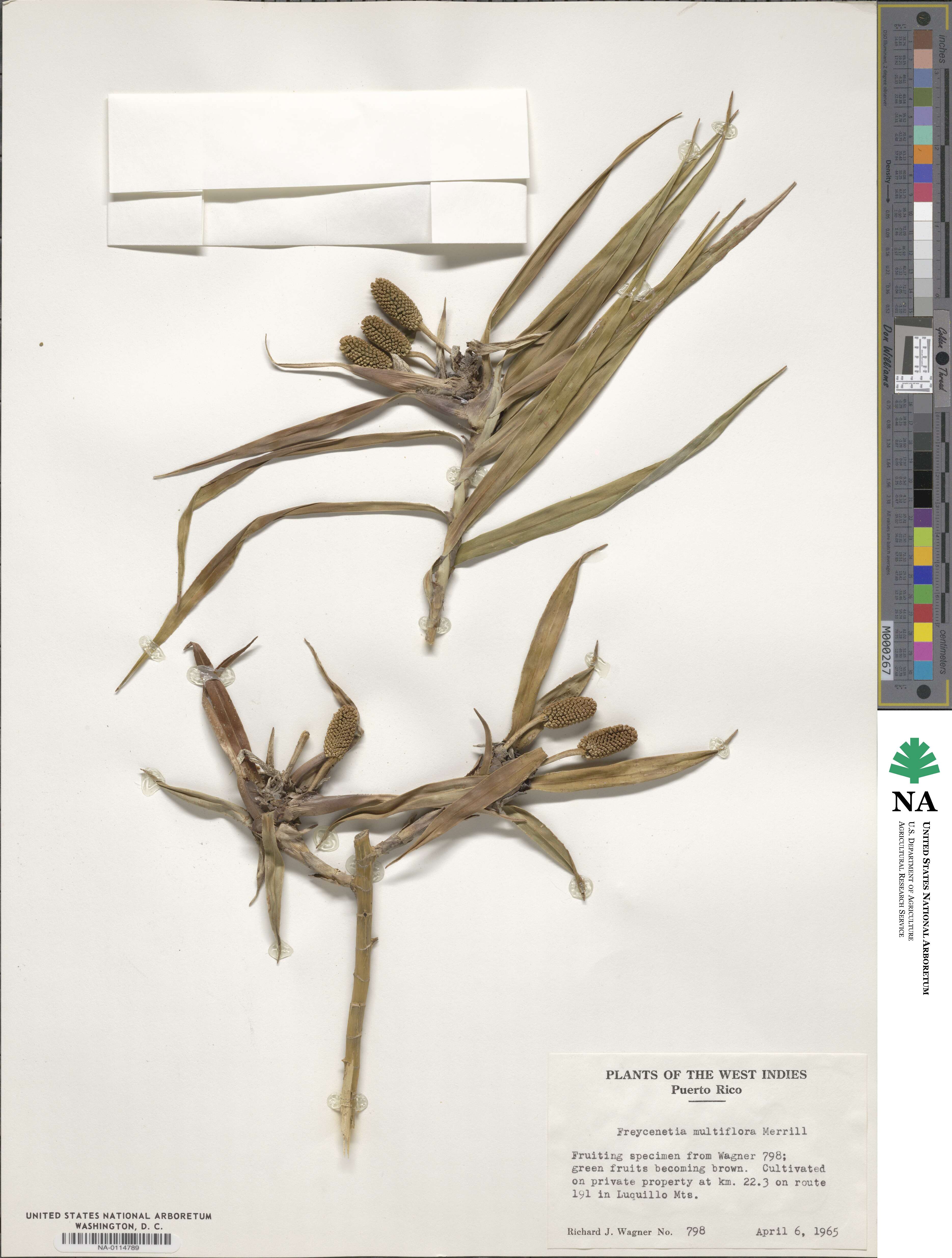 Freycinetia multiflora image