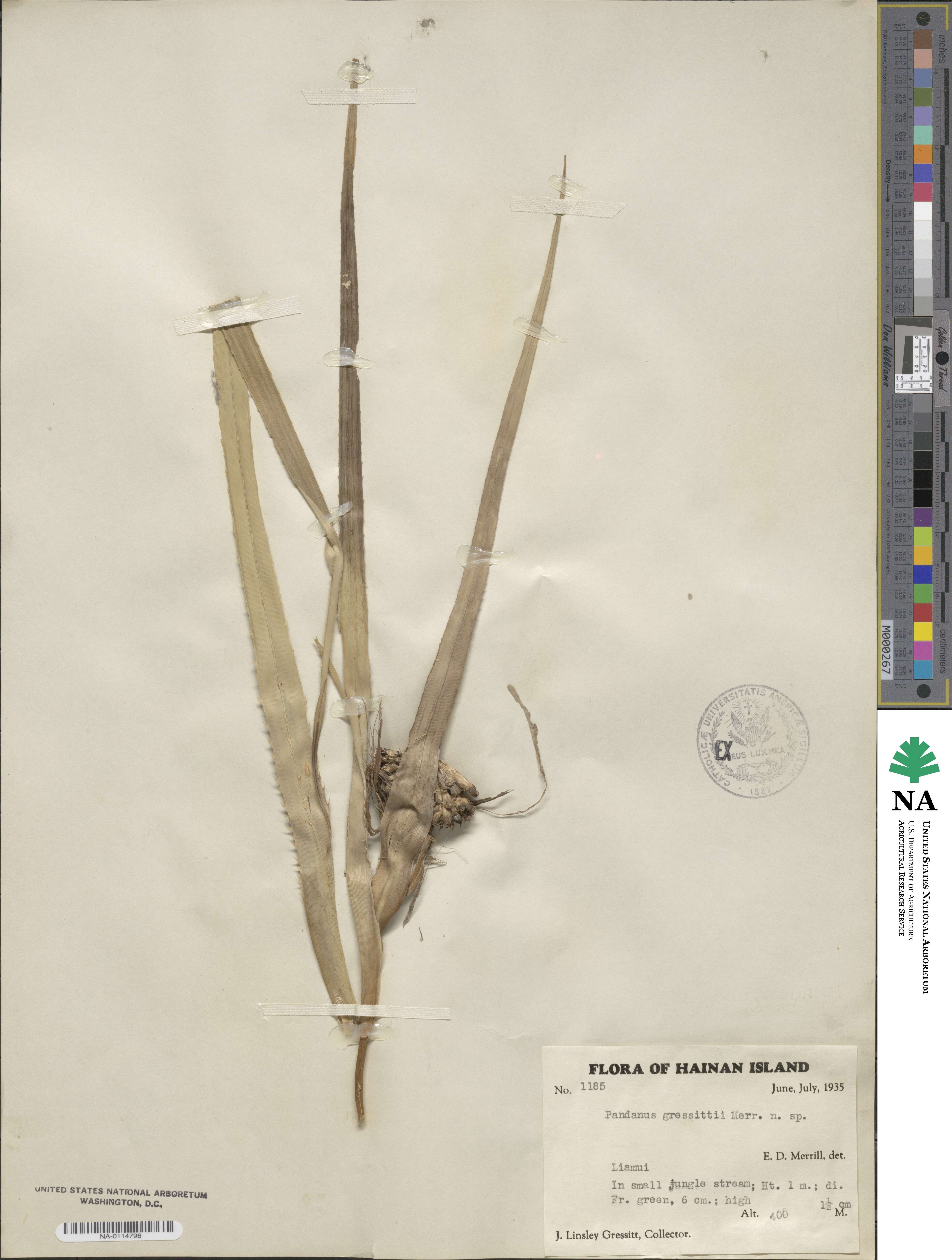 Pandanus fibrosus image