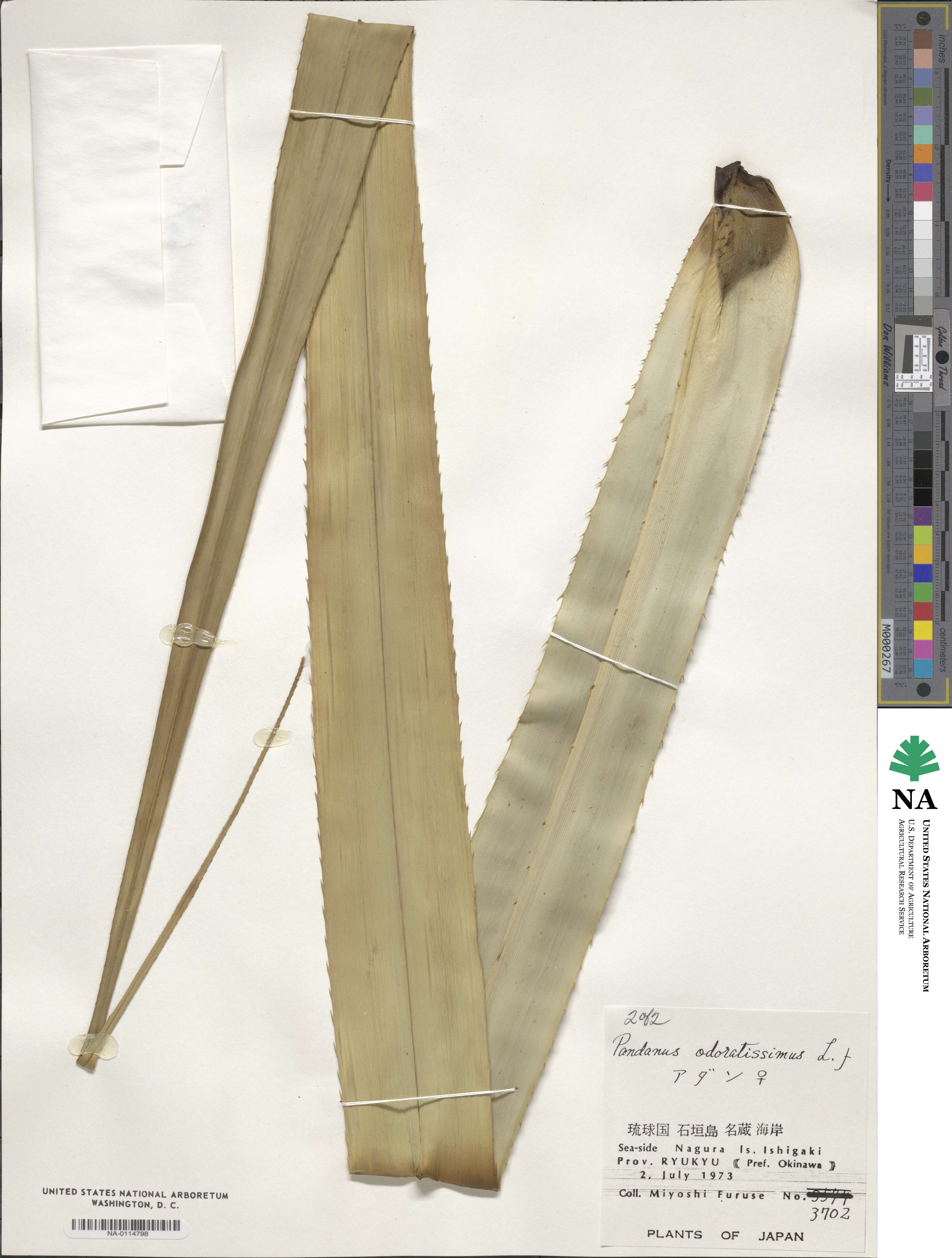 Pandanus odoratissimus image