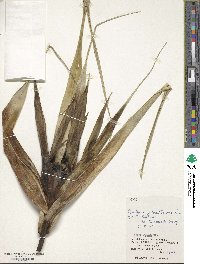 Pandanus odoratissimus image