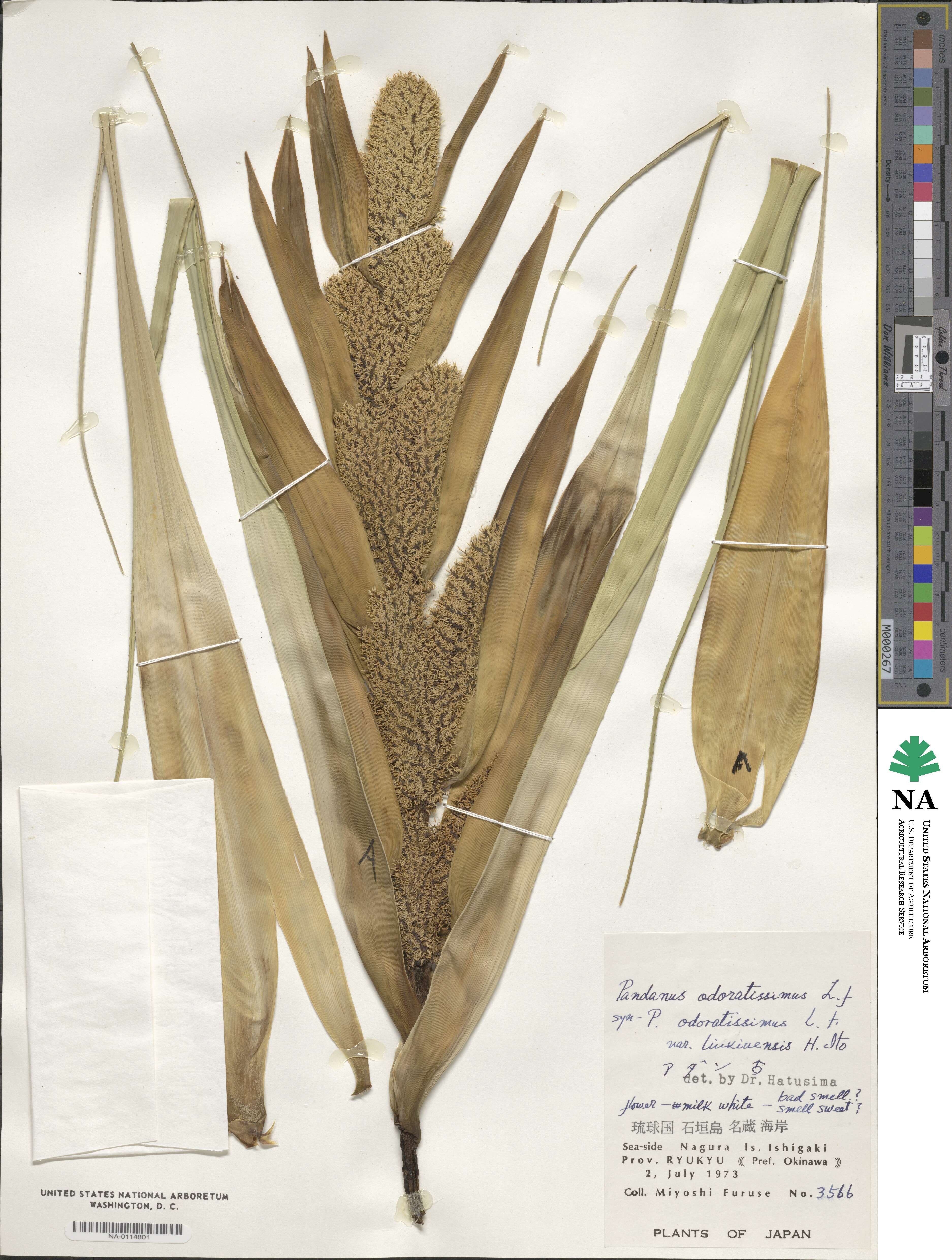 Pandanus odoratissimus image