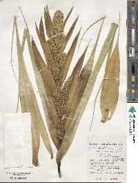 Pandanus odoratissimus image