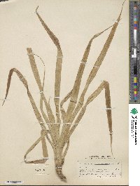 Pandanus odoratissimus image