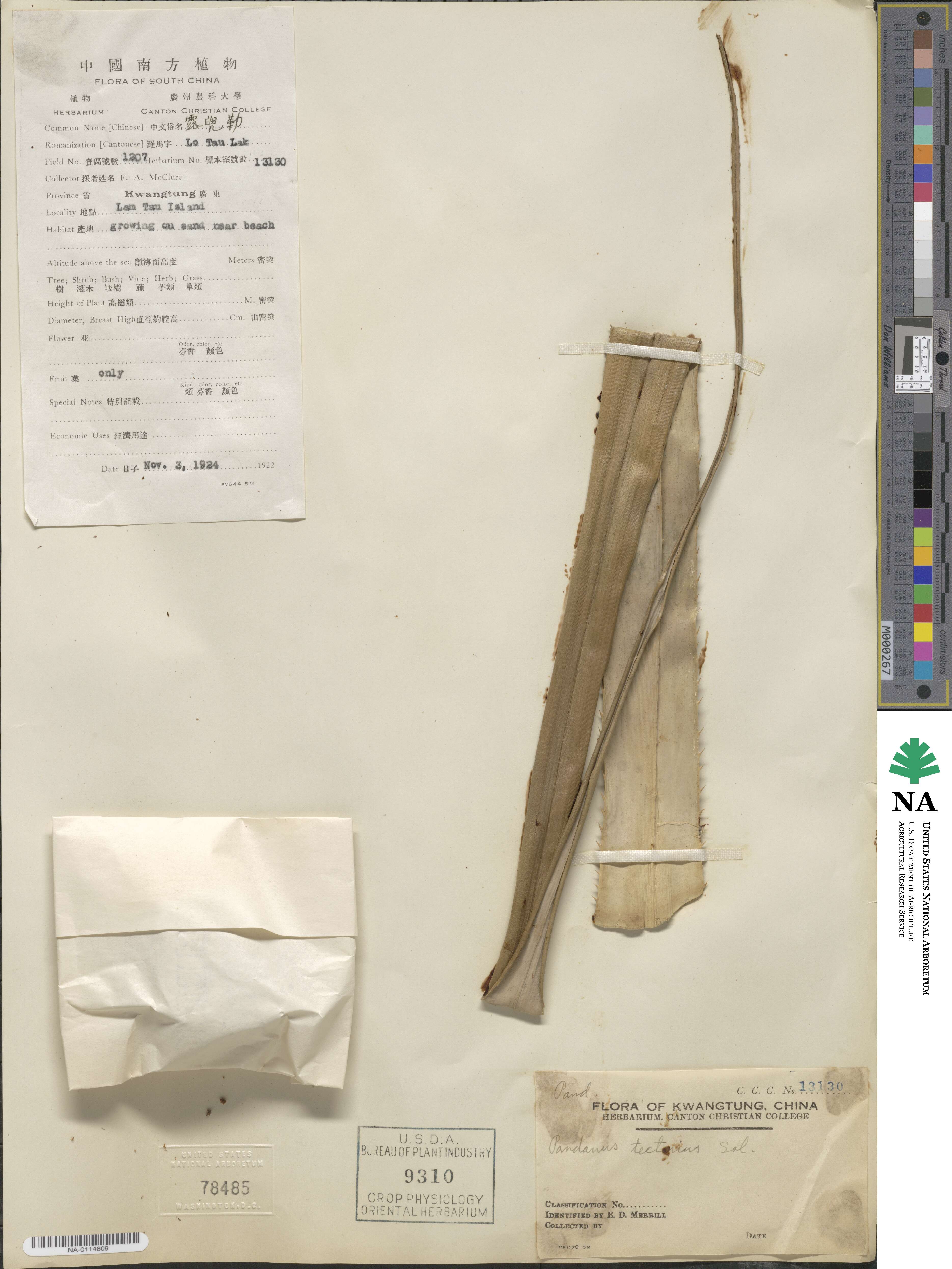 Pandanus tectorius image