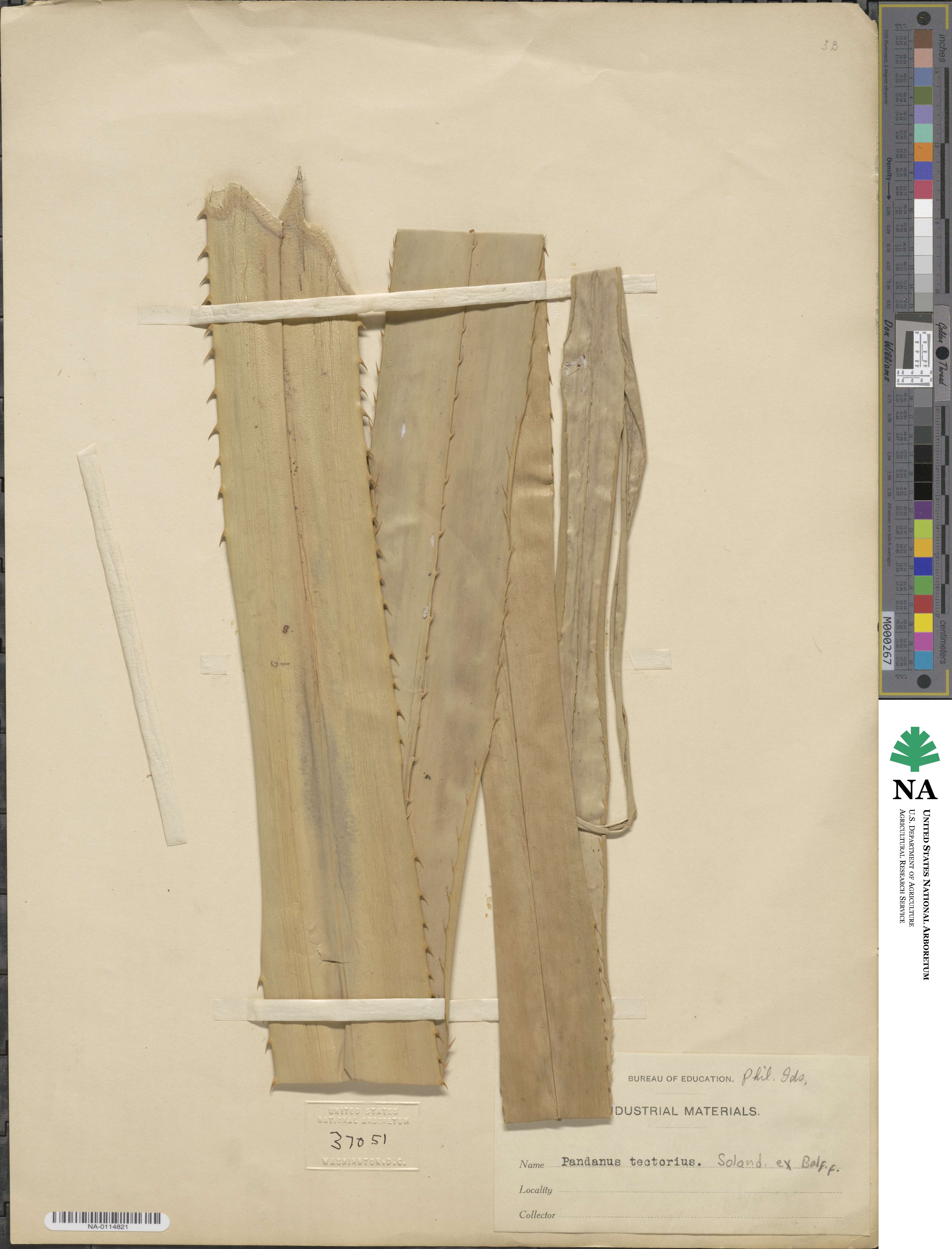 Pandanus tectorius image