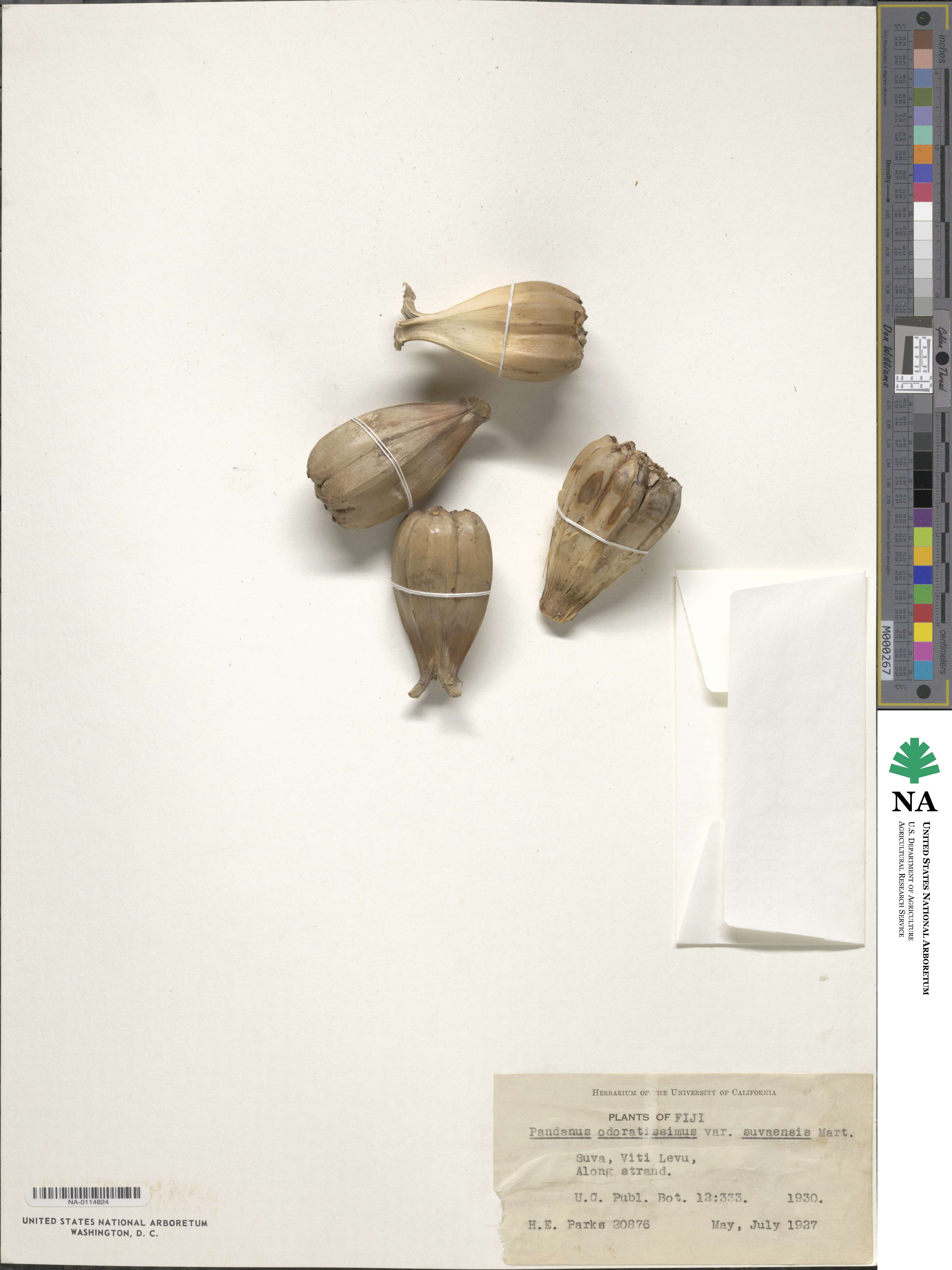 Pandanus tectorius image