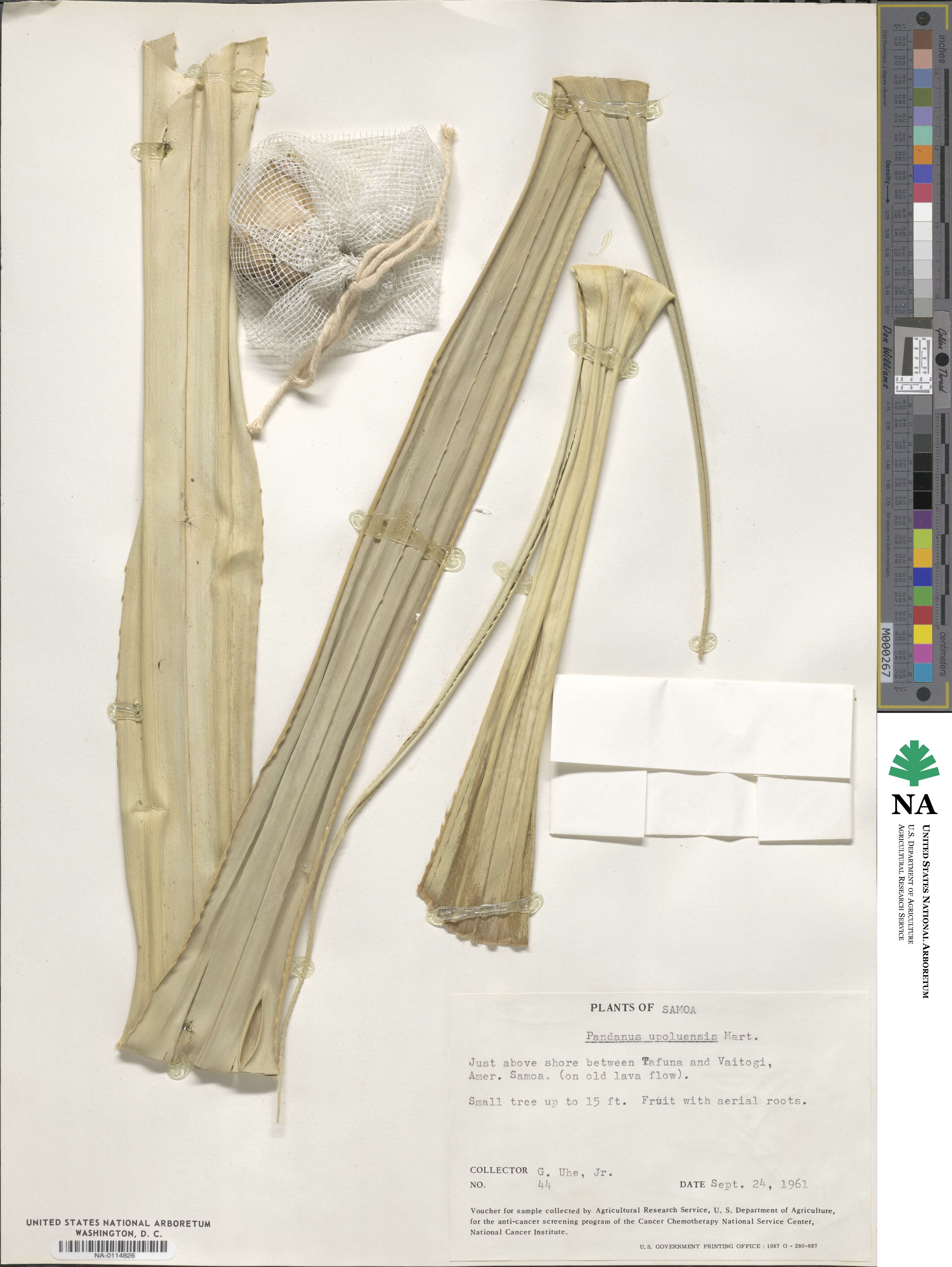 Pandanus tectorius image