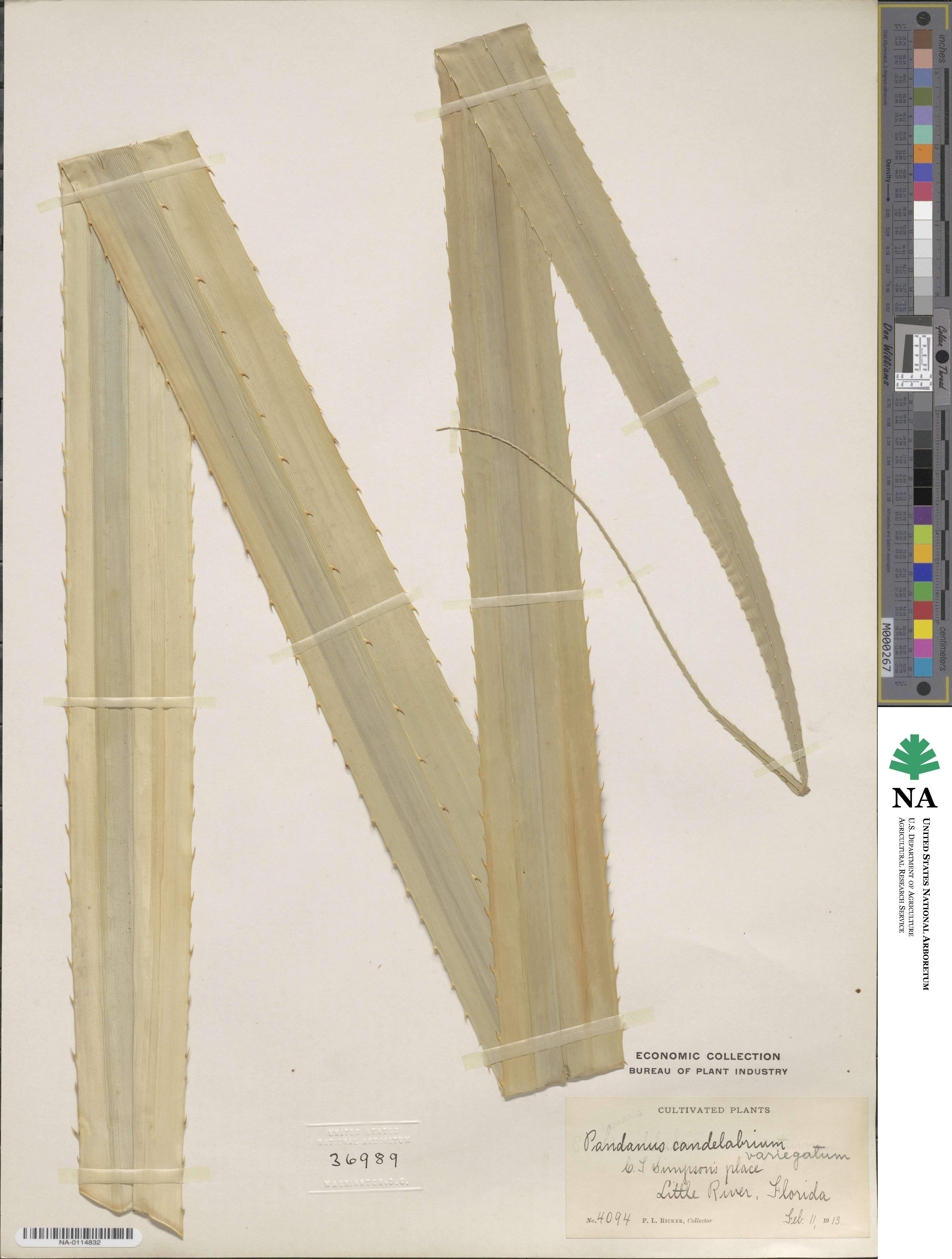 Pandanus candelabrum image