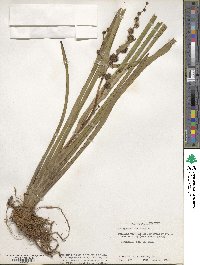 Sparganium americanum image