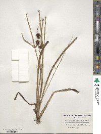 Sparganium americanum image