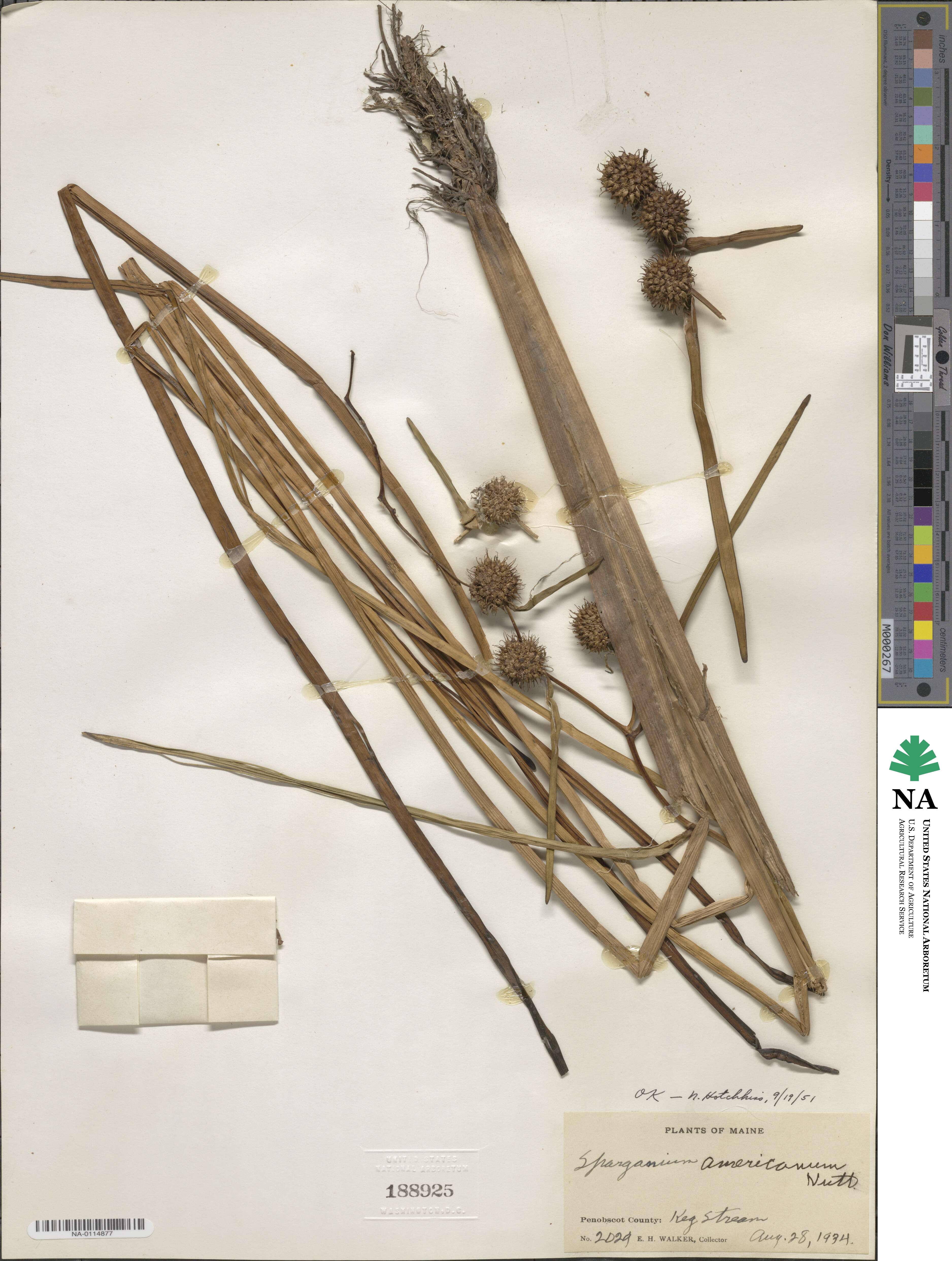Sparganium americanum image