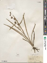 Sparganium americanum image