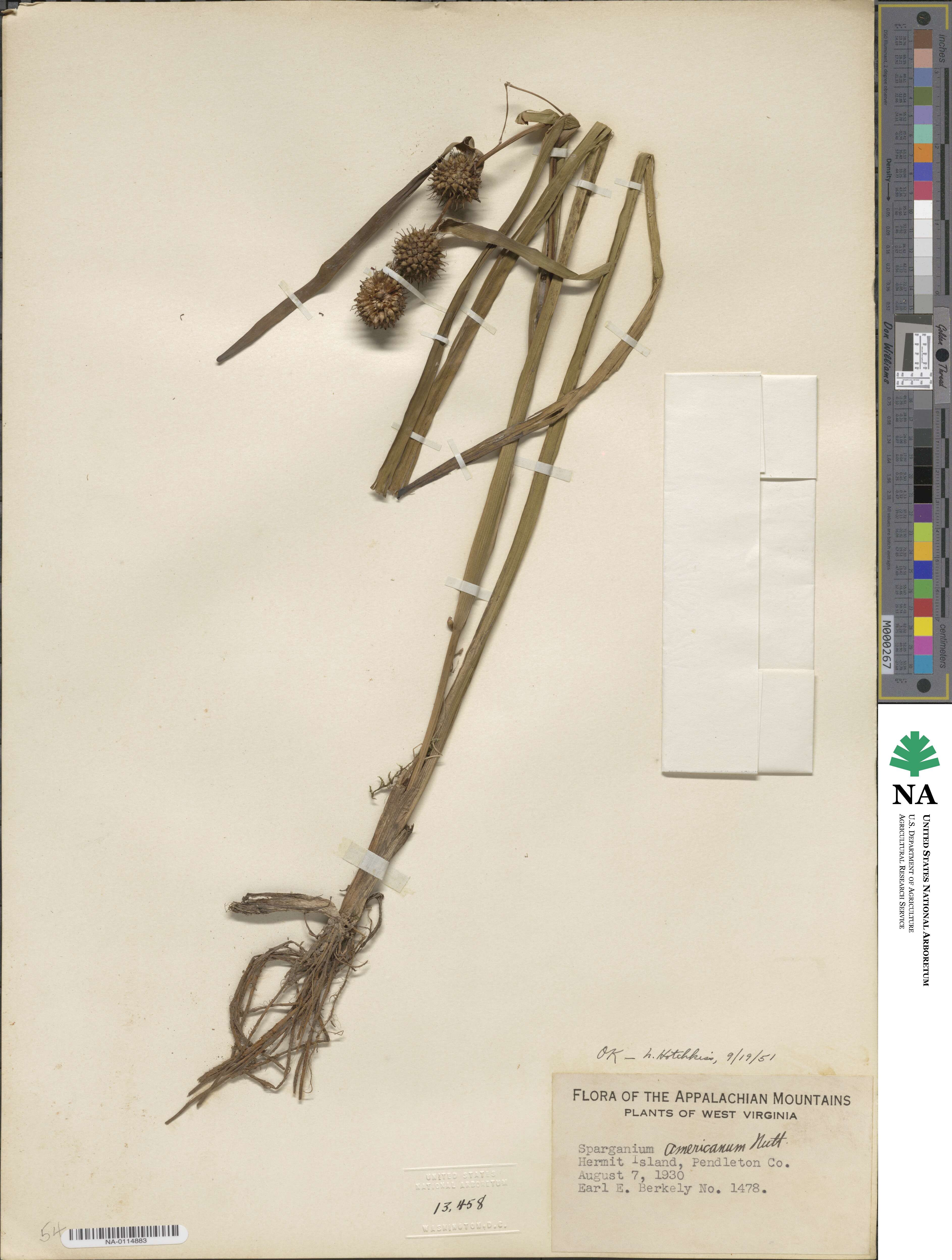 Sparganium americanum image