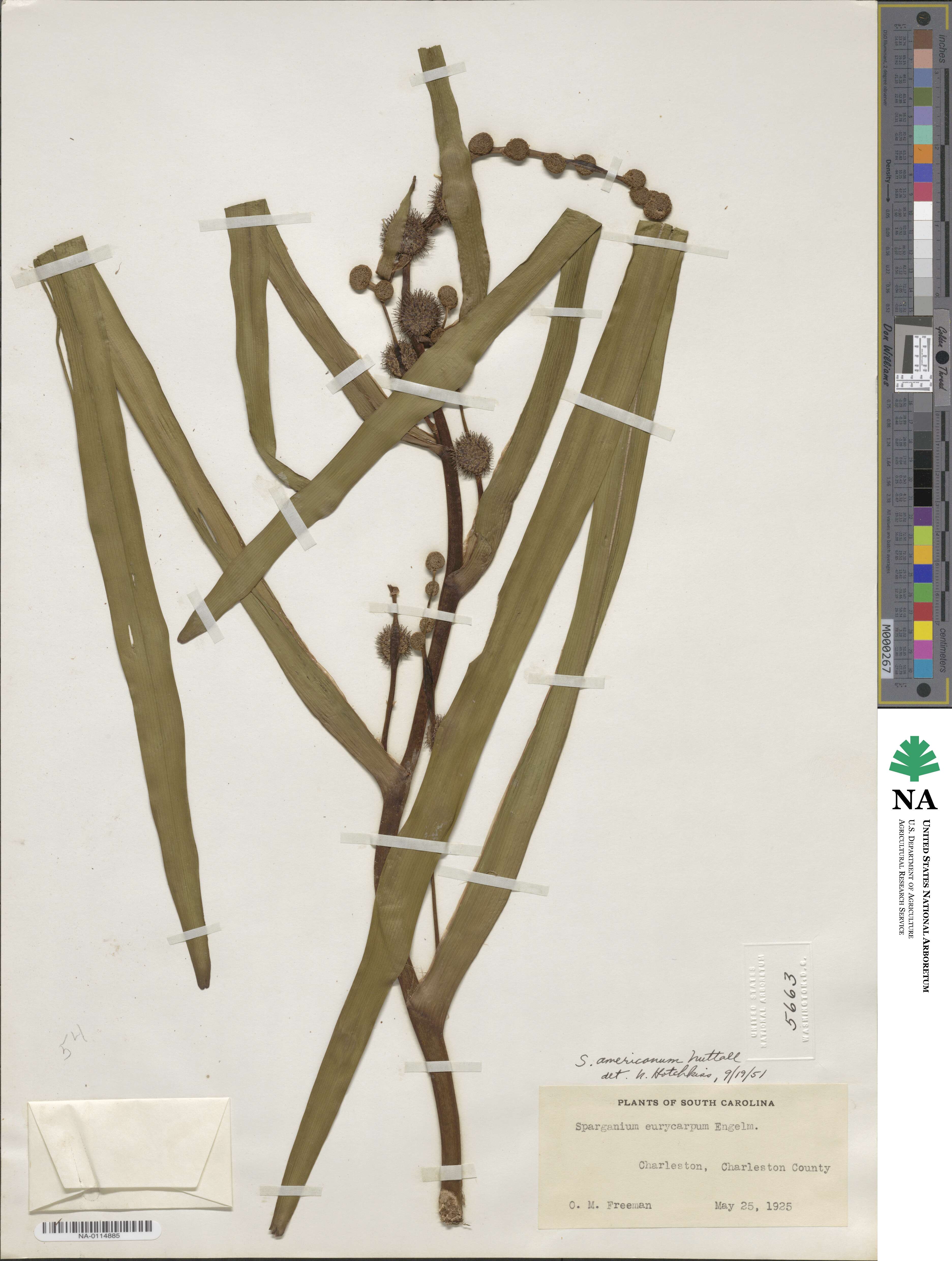 Sparganium americanum image