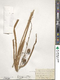 Sparganium angustifolium image