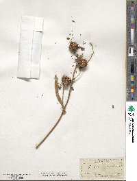 Sparganium angustifolium image