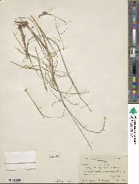 Sparganium angustifolium image