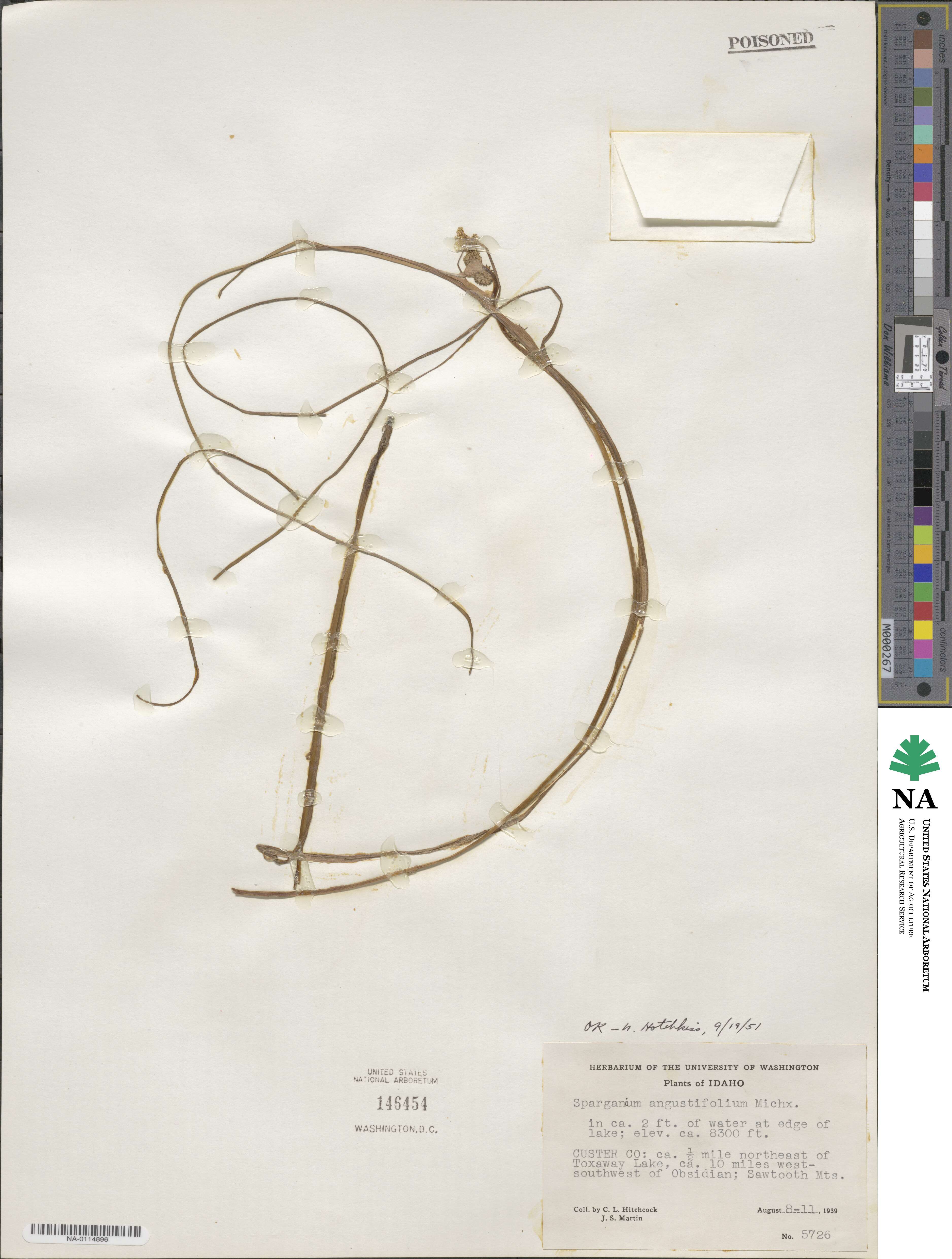 Sparganium angustifolium image