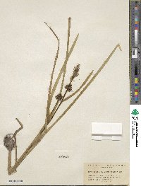 Sparganium angustifolium image