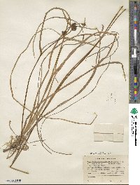 Sparganium angustifolium image