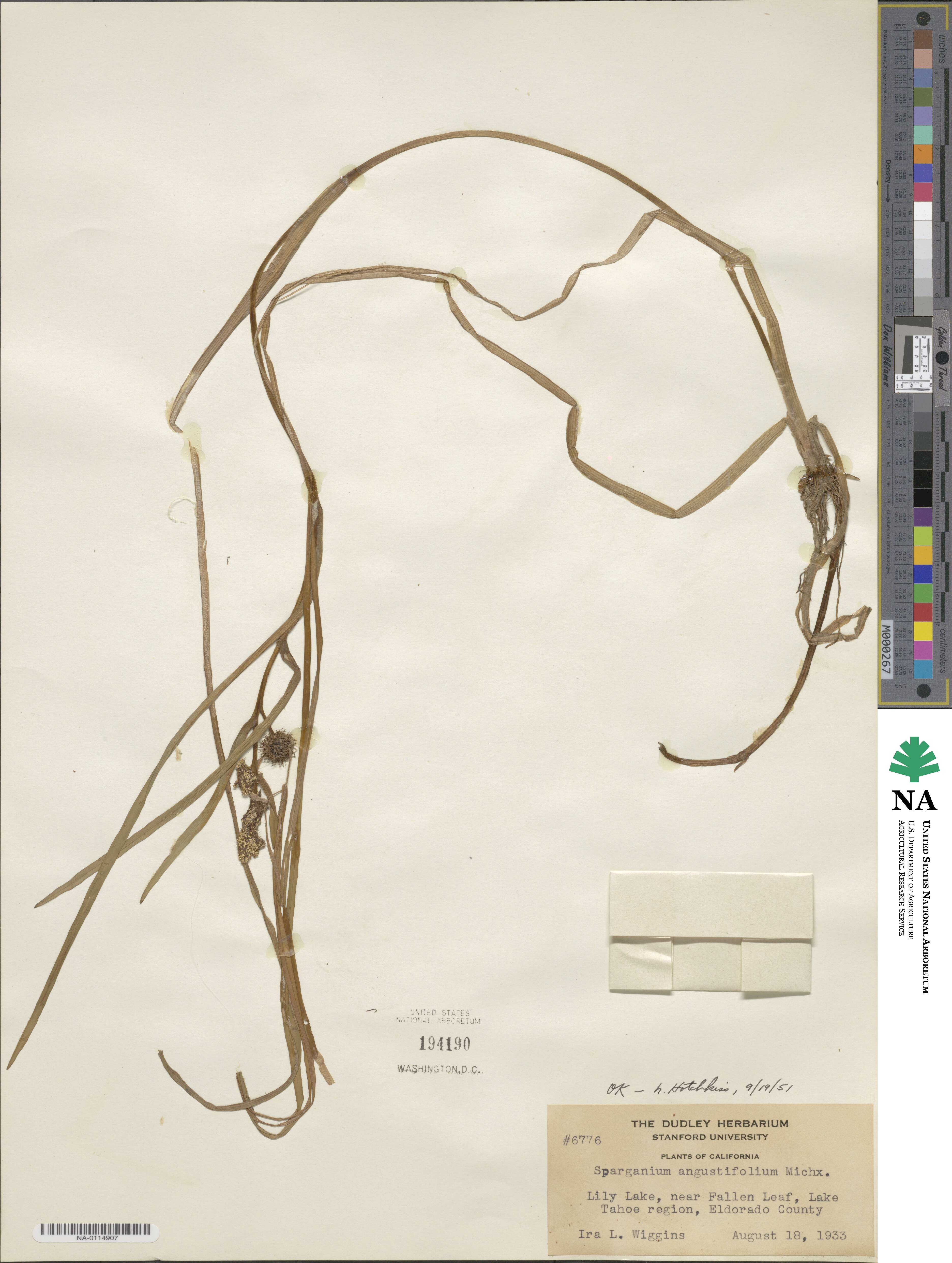 Sparganium angustifolium image