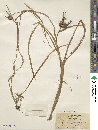 Sparganium angustifolium image