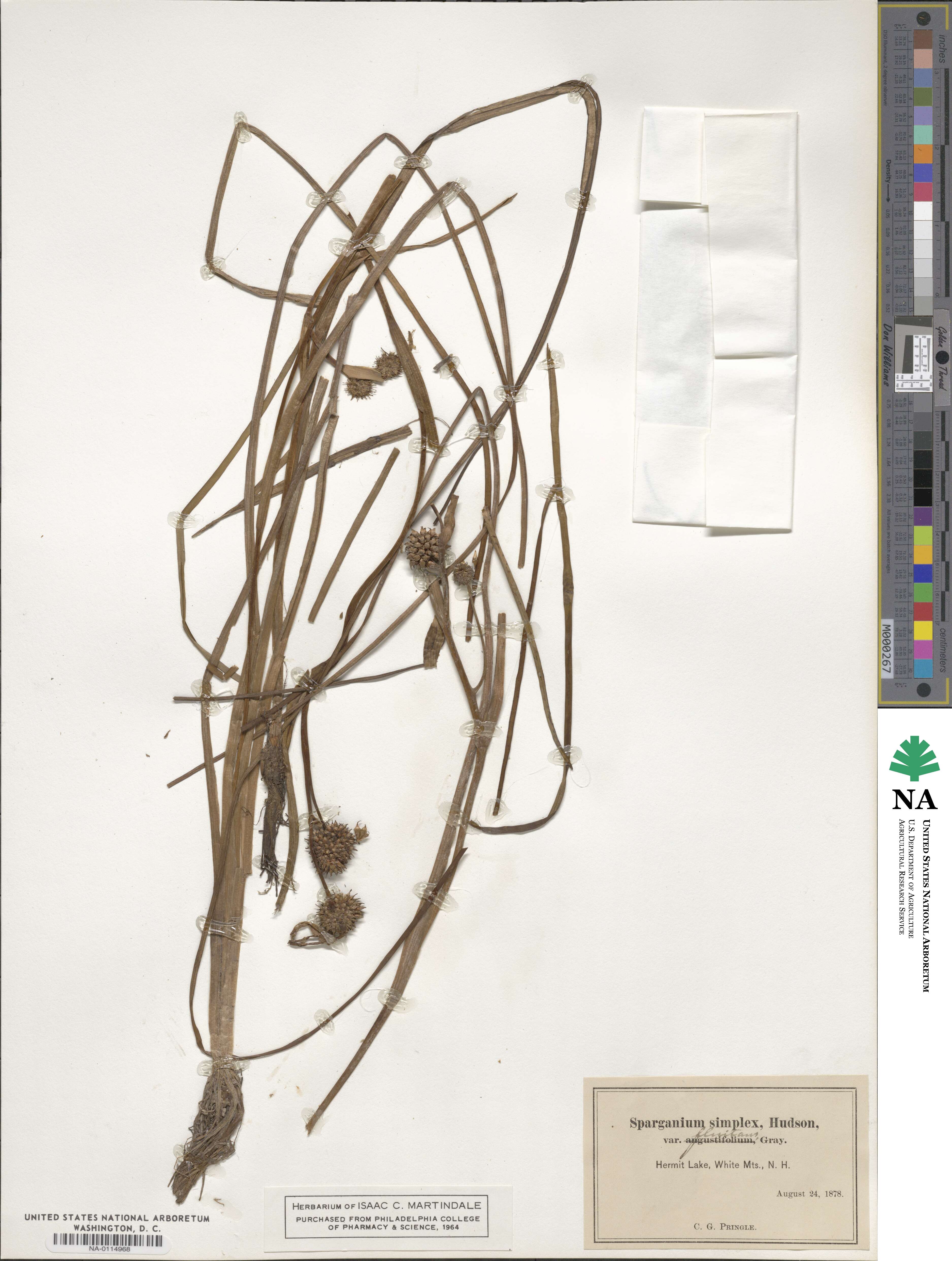 Sparganium emersum image