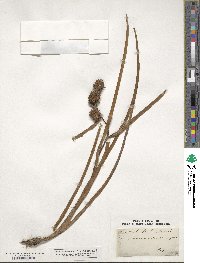 Sparganium ramosum image