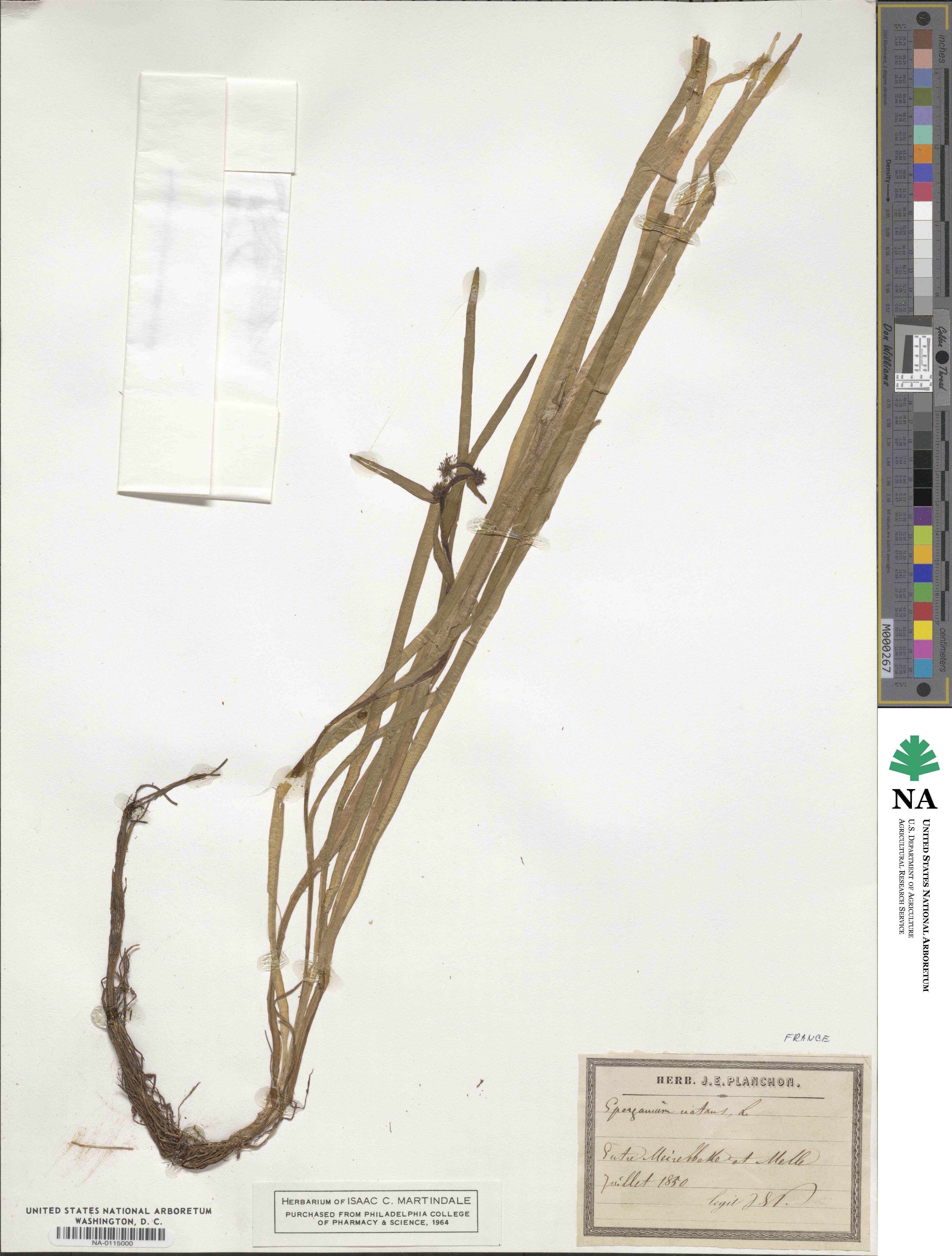 Sparganium natans image