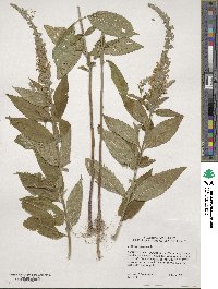 Teucrium canadense image