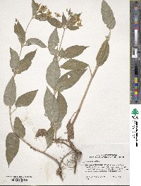 Lysimachia ciliata image