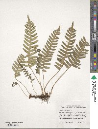 Polypodium virginianum image