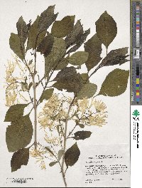 Chionanthus virginicus image