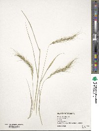 Elymus canadensis image