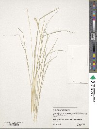 Pseudoroegneria spicata image