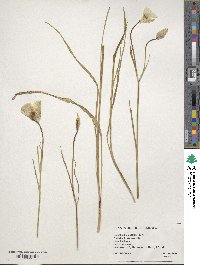 Calochortus nuttallii image