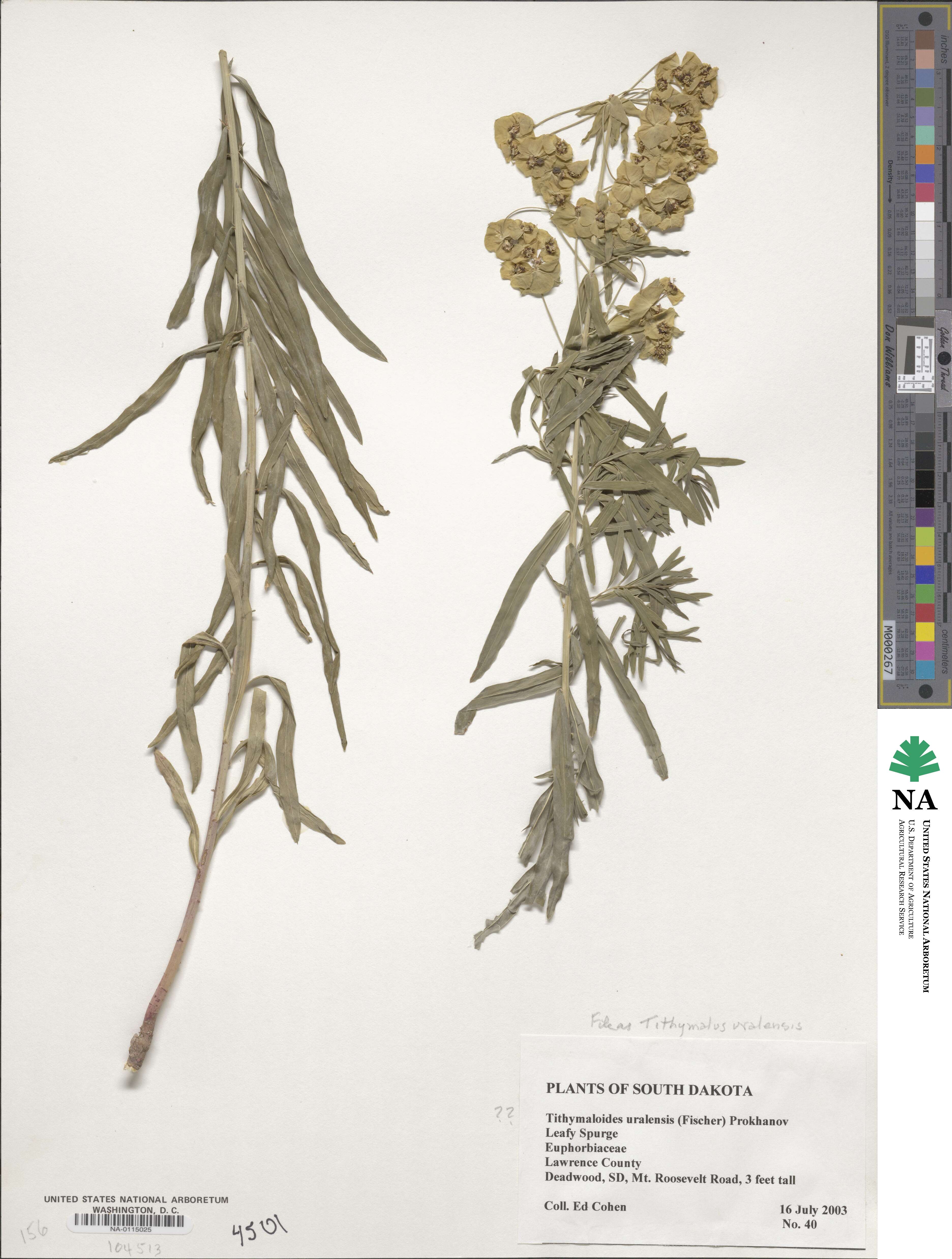 Euphorbia uralensis image