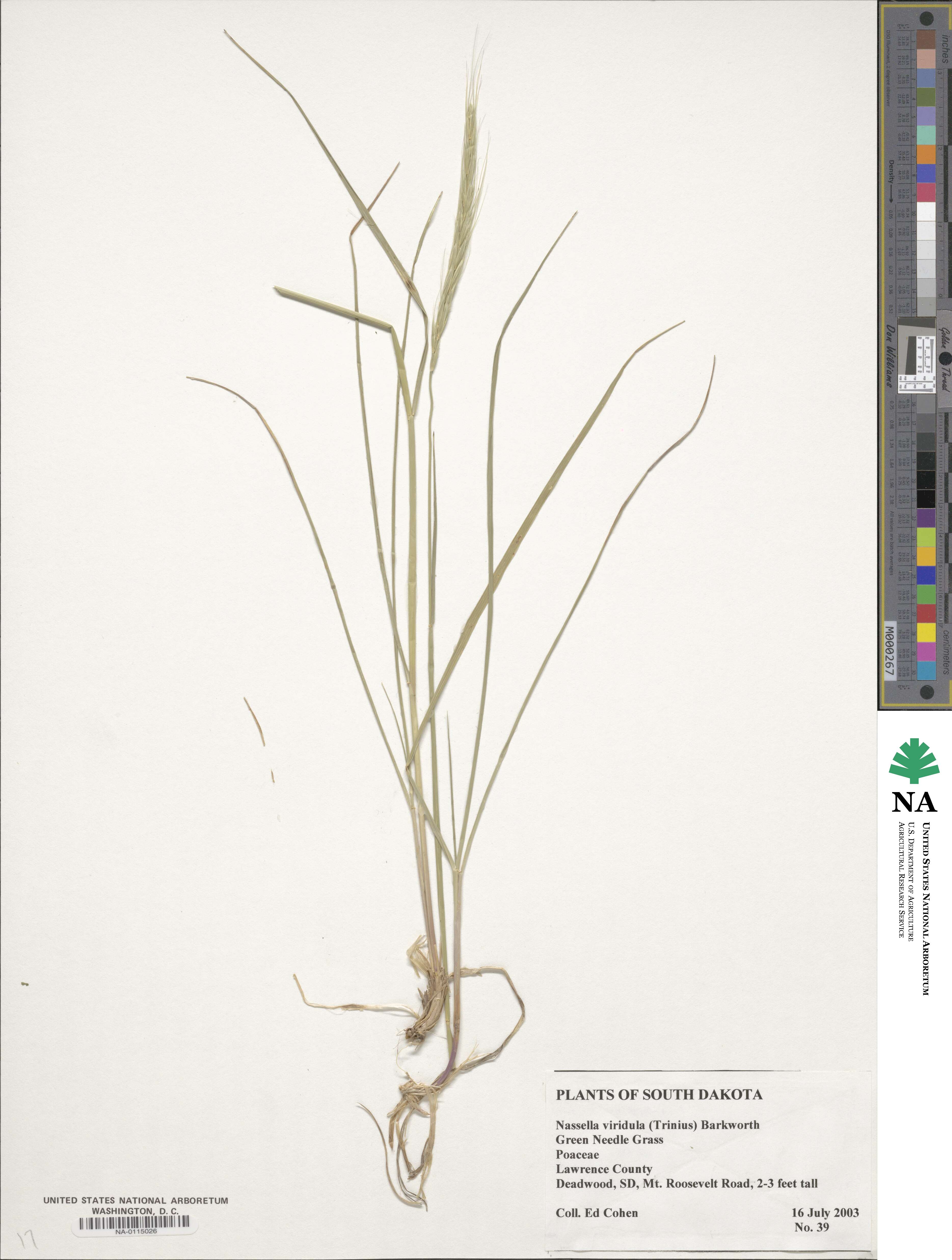 Nassella viridula image