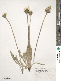 Agoseris glauca image