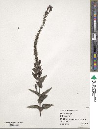 Veronica longifolia image