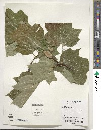 Liriodendron tulipifera image