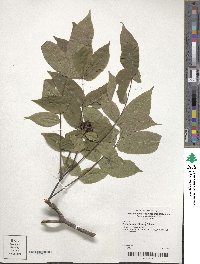 Phellodendron chinense image